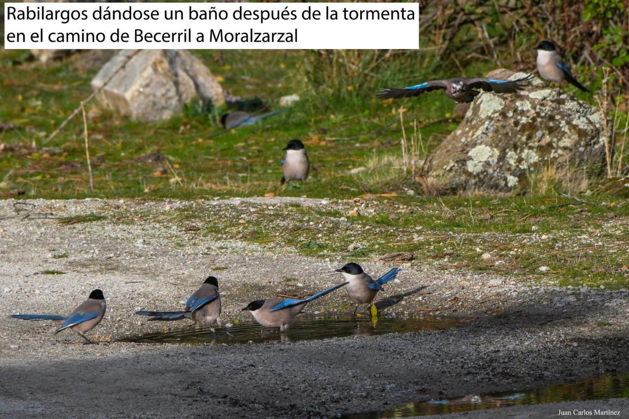 Casa Rural El Trepador Azul Futbolín Barbacoa 8 personas Becerril de la Sierra Exterior foto